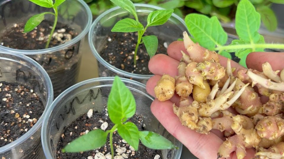 ������� ��������� ����� �������: ��� ������������ ������������ ������