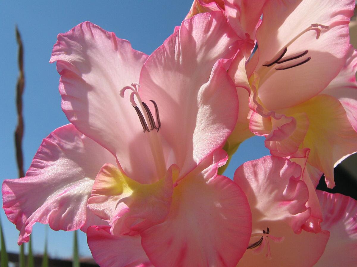 Важность июльской подкормки гладиолусов и георгин