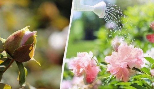 ������ ����� �� ������: ����������� � �������� � ��������