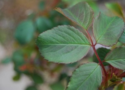 ��� ������������ ������ ���: 4 ���������� ������� ��� ������ ����