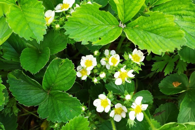 ��� �������� 100% ������ �������� � ������� ���������� ���������