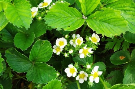 ��� �������� 100% ������ �������� � ������� ���������� ���������