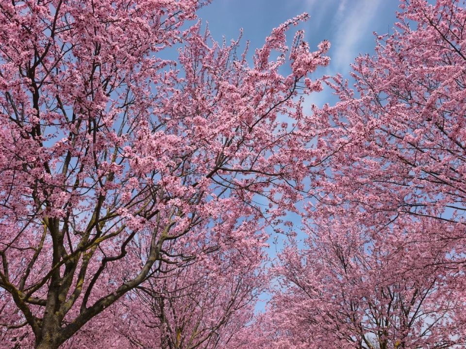 5 ������ � ������ �������, �������� �����