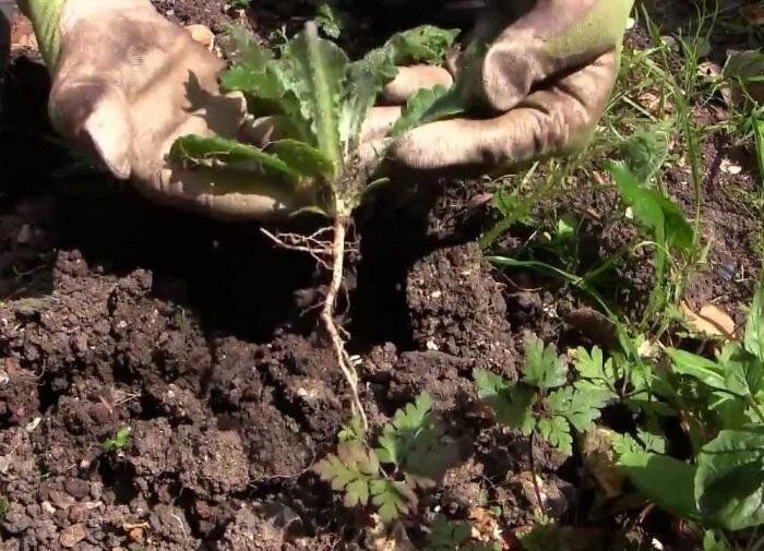 ����������� ������ ���������� �������� � ����� ����