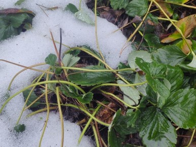Подготовка клубники к весеннему пробуждению: что нужно знать