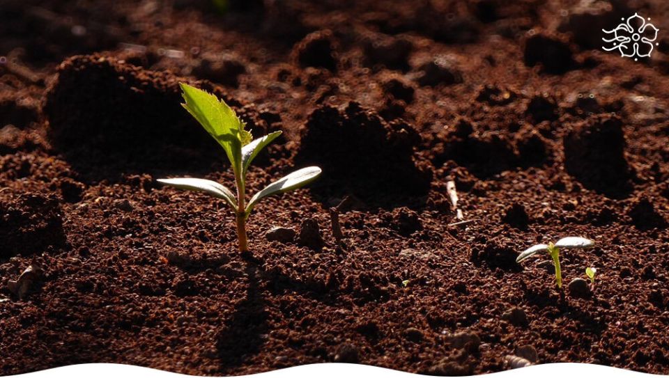 ������� ��������� ������� ��� ��������� ����������: ���� � ������� �������