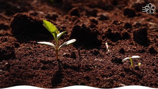 ������� ��������� ������� ��� ��������� ����������: ���� � ������� �������