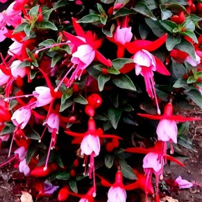 Фуксии, которые цветут с весны до осени