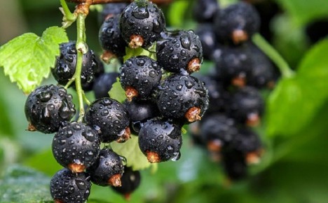 ���� �� ������ ����������: ������� ��������� ������ ����� ������