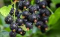Уход за черной смородиной: секреты успешного урожая прямо сейчас