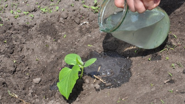 Как хлебный настой помогает огурцам: секреты успешного урожая
