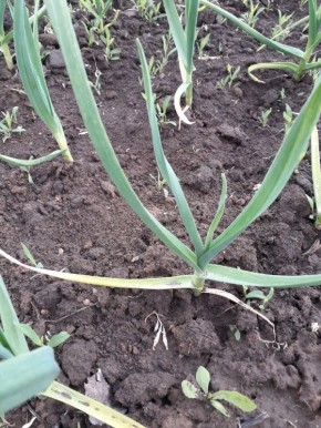 Зачем солят грядки с луком и чесноком: старый секрет на новый лад