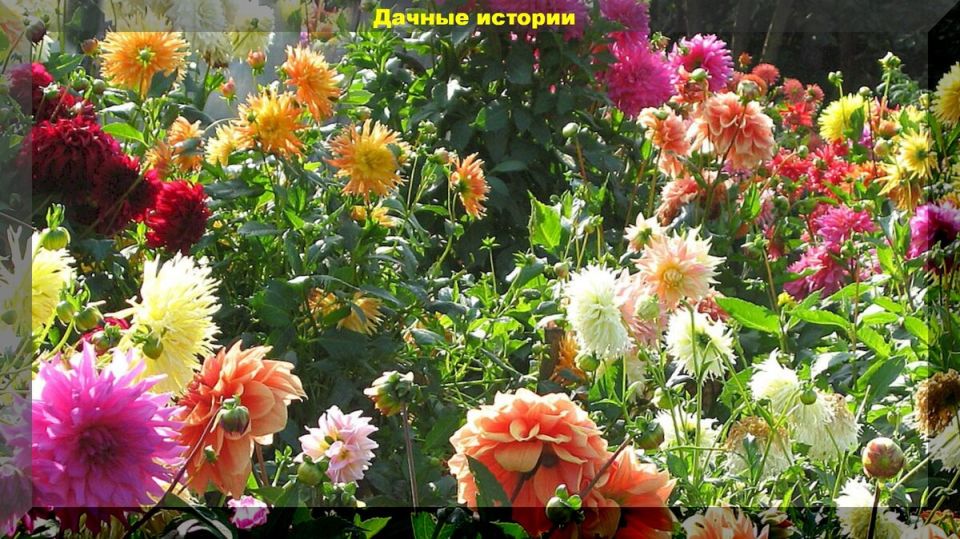 ������� ����� �� ����������: ������ �� �������� � ������ ������