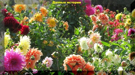 Секреты ухода за георгинами: советы по хранению и выбору сортов