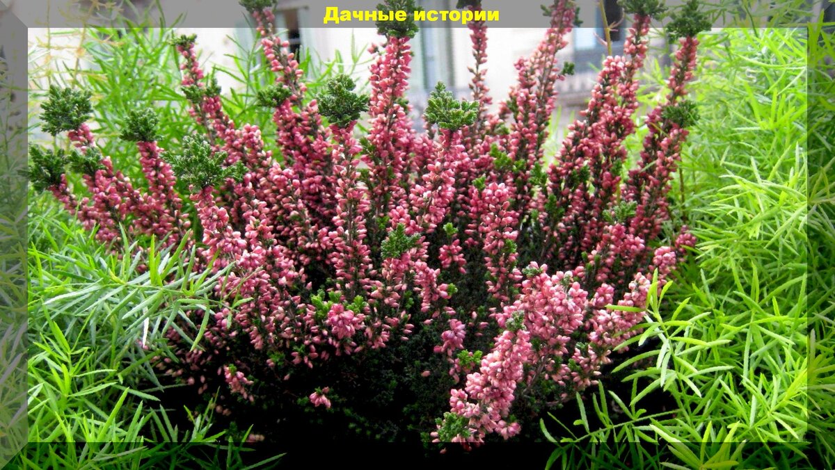 Кислая почва и яркие цветы: как украсить клумбу