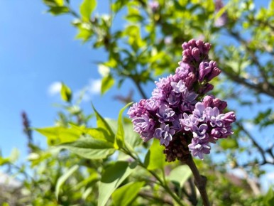 8 апреля в Адыгее облачно. Температура воздуха в равнинной части +2… +11 °C. Ветер 3-7 м/с.