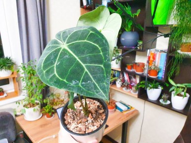 Как ухаживать за антуриумом: секреты успешной пересадки редких разновидностей