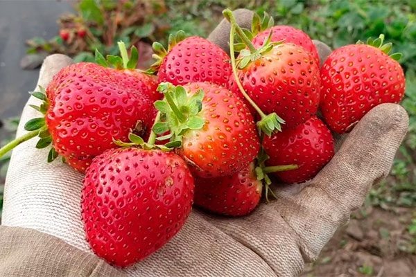 Клубника Вивара: Идеальный выбор для садоводов