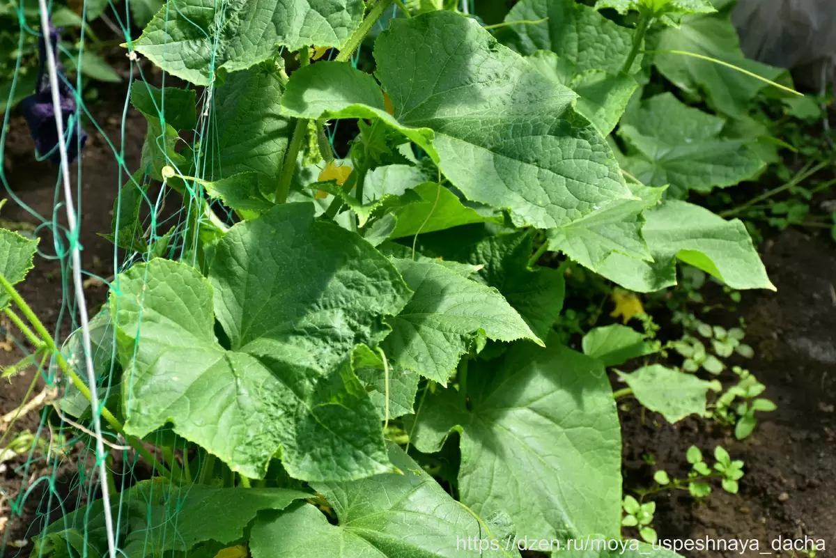Почувствуйте разницу: как обрезка листьев огурцов может изменить ваш урожай