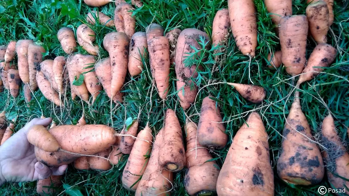 Зимний посадочный метод для моркови: как сэкономить время и силы