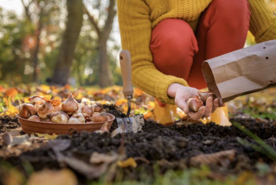 ����� ������ ��������: �������, ������� ��������� �������� �������