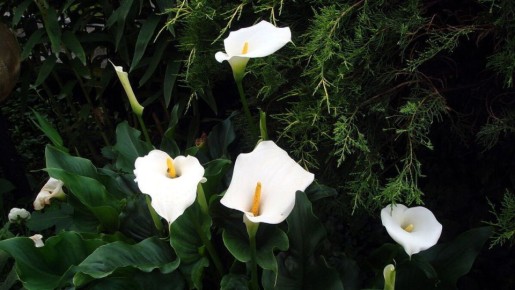 Каллы: красота и устойчивость для вашего сада