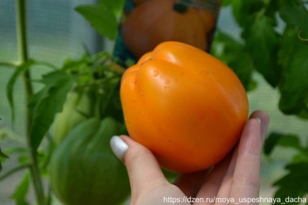 Томаты с характером: знакомьтесь с сортом инжирный медовый