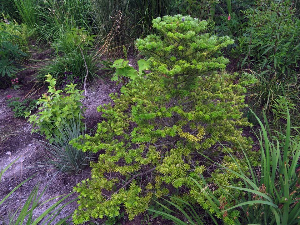 ����� �������� �� �����: ������������ ����� ����� ��������