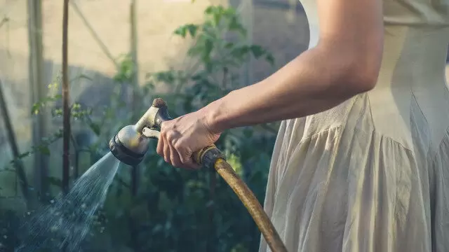 Как не погубить помидоры в зной: важные советы по поливу