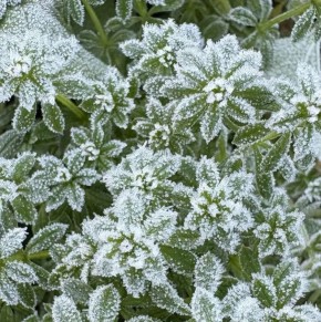 Метеорологи прогнозируют заморозки в ближайшие три дня в Адыгее