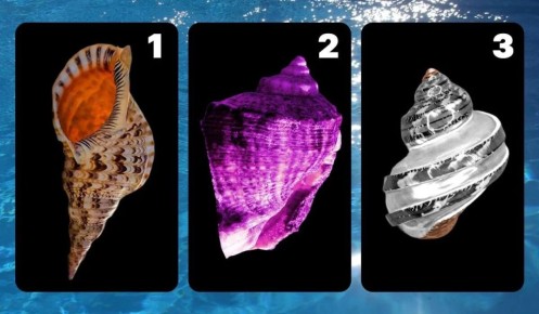 Как выбрать свою ракушку и понять уровень стресса?
