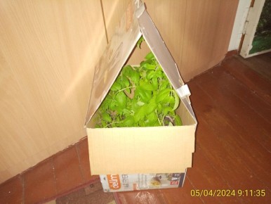 Как помочь рассаде томатов и перцев: советы для успешной пересадки