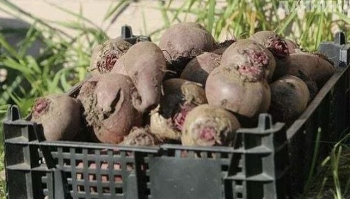 ����� �������� ������: ������� ���������� ������