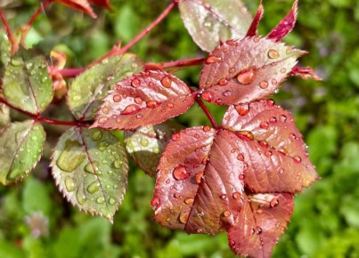 10 ������ �������� �����. ����������� ������� � ��������� ����� +1� +12 �C. ����� 2-3 �/�