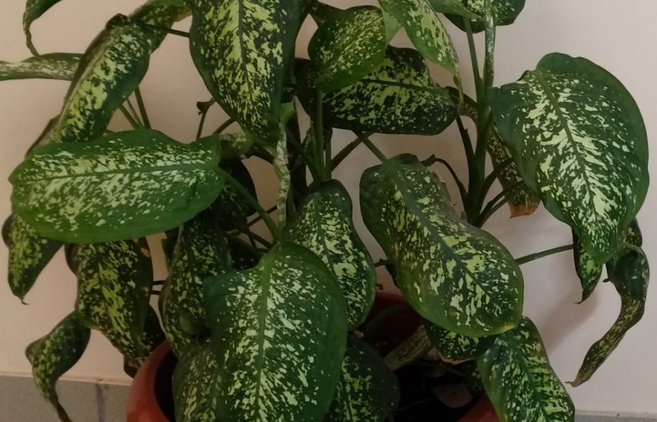 ��� ����� ����� � �����������: ���� � ������������� ���������