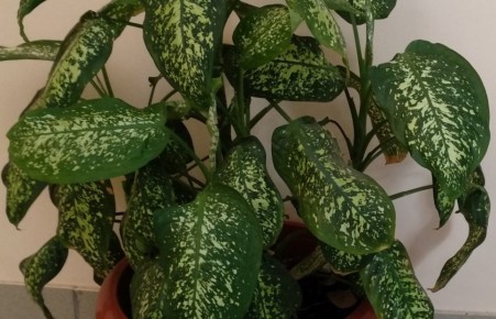 ��� ����� ����� � �����������: ���� � ������������� ���������