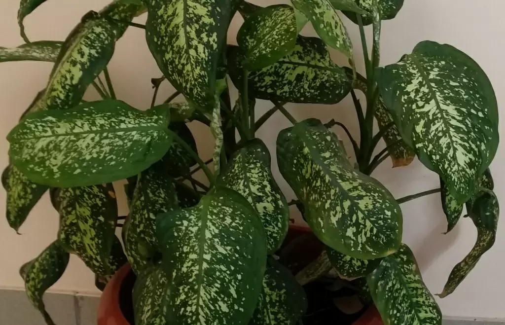 Что нужно знать о диффенбахии: уход и потенциальные опасности