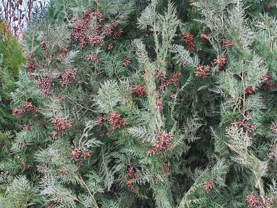 ������ ������� ���: ������� ��������� ������ ������ �������� ����