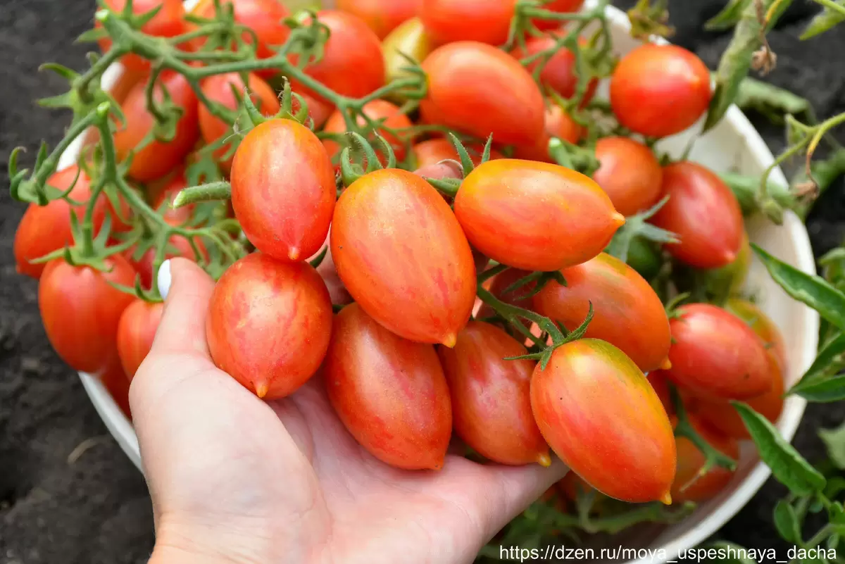 Секреты высокоурожайных томатов: на что обратить внимание при выборе сортов