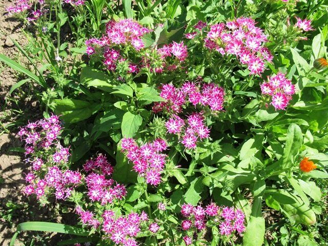 ��� ��������� ���������� ������� ���������: ������� ��������� ��������