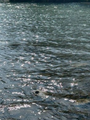 ��� ����� ������ �� �������: ������� ����������