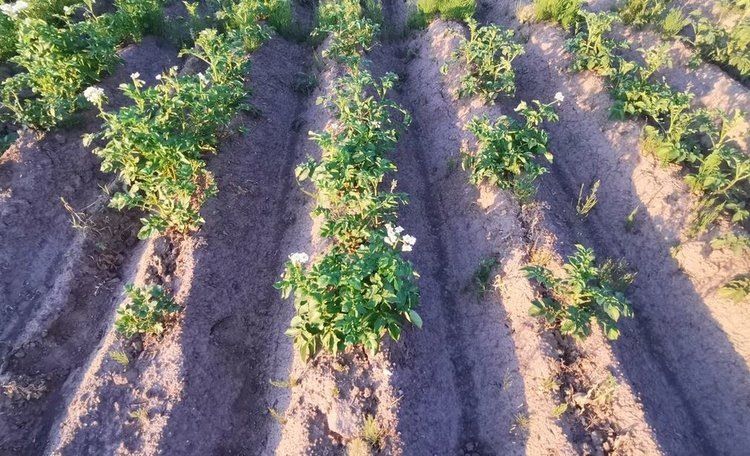 ��� ���������������� ����� ������ ��������� �� ����������� ��������� �������