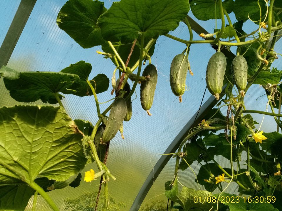 ��������� ������� ������� ��� ��������� ����������� � �������