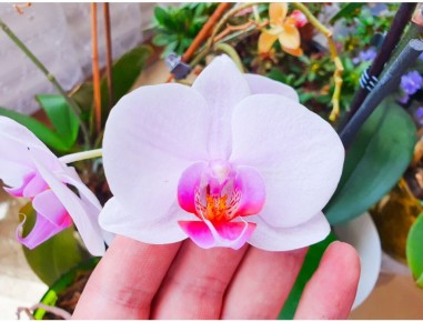 Цветы мамы в режиме ожидания: как они продолжают цвести во время рассады