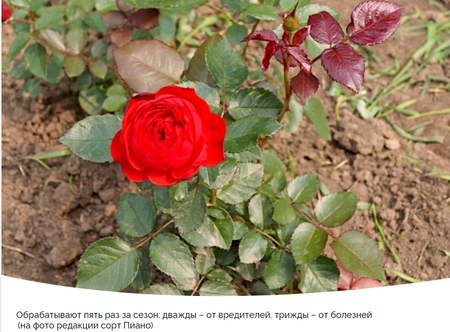 ����������� ���: �������� ������� ��� �������� � ��������