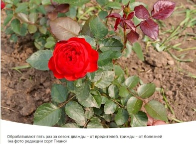 Пробуждение роз: весенние секреты для здоровья и цветения