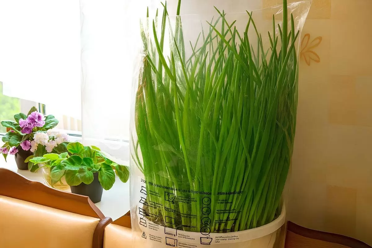 Как вырастить ароматный зеленый лук в горшке для новогоднего стола