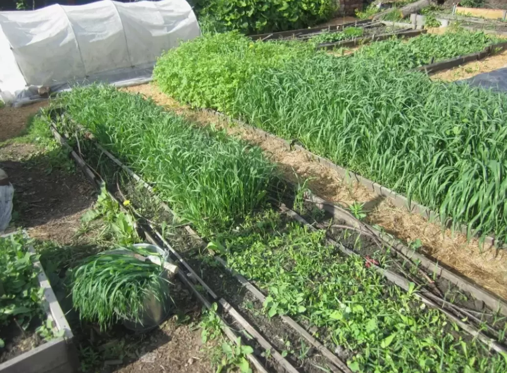 Почему осенний посев сидератов – не всегда хорошая идея?