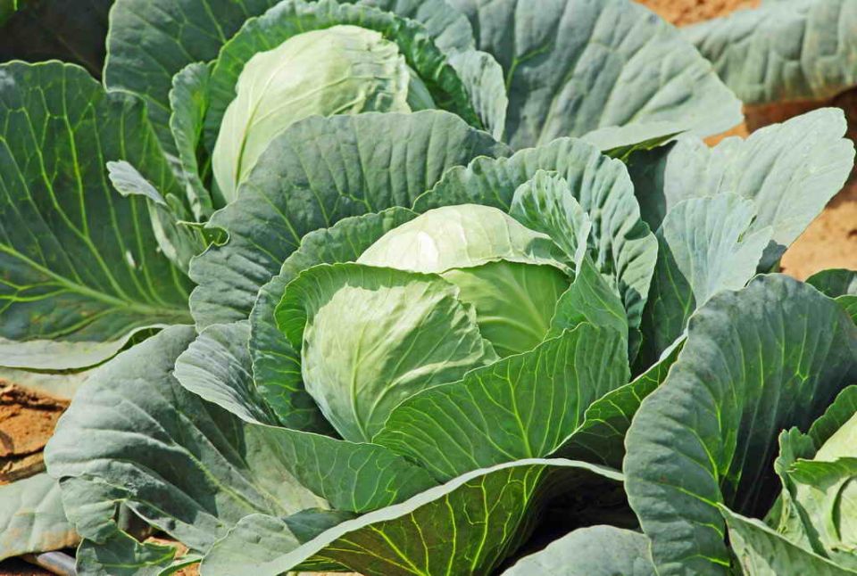 ������� ��������� ����������� �������: ��� �������� �������� ������