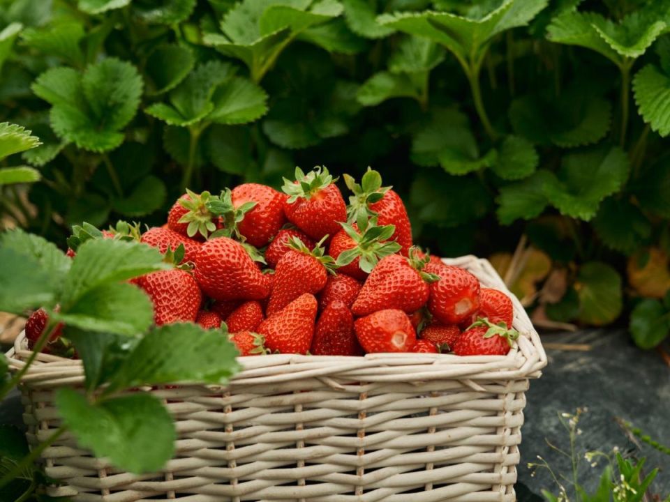 ��� ������� �������� ������������: ������� ����������� ���������